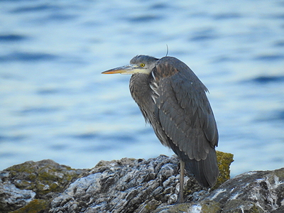 Great Blue Heron, slumping. Photo by Alex Shapiro.